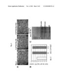 CYTOCHROME P450 GENE FOR INCREASING SEED SIZE OR WATER STRESS RESISTANCE OF PLANT diagram and image