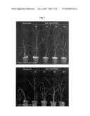 CYTOCHROME P450 GENE FOR INCREASING SEED SIZE OR WATER STRESS RESISTANCE OF PLANT diagram and image