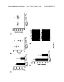 TREATMENT OF TUMORS BY ABLATING BONE MARROW-DERIVED ENDOTHELIAL PROGENITOR CELLS diagram and image