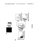 TREATMENT OF TUMORS BY ABLATING BONE MARROW-DERIVED ENDOTHELIAL PROGENITOR CELLS diagram and image