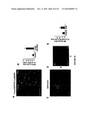 TREATMENT OF TUMORS BY ABLATING BONE MARROW-DERIVED ENDOTHELIAL PROGENITOR CELLS diagram and image