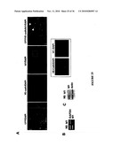 TREATMENT OF TUMORS BY ABLATING BONE MARROW-DERIVED ENDOTHELIAL PROGENITOR CELLS diagram and image