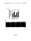 TREATMENT OF TUMORS BY ABLATING BONE MARROW-DERIVED ENDOTHELIAL PROGENITOR CELLS diagram and image