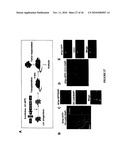 TREATMENT OF TUMORS BY ABLATING BONE MARROW-DERIVED ENDOTHELIAL PROGENITOR CELLS diagram and image