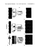 TREATMENT OF TUMORS BY ABLATING BONE MARROW-DERIVED ENDOTHELIAL PROGENITOR CELLS diagram and image