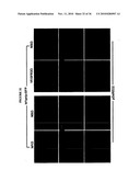 TREATMENT OF TUMORS BY ABLATING BONE MARROW-DERIVED ENDOTHELIAL PROGENITOR CELLS diagram and image