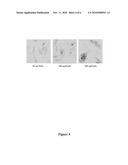 TARGETED NANOPARTICLES FOR INTRACELLULAR CANCER THERAPY diagram and image