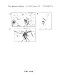 CULTURES, PRODUCTS AND METHODS USING UMBILICAL CORD MATRIX CELLS diagram and image