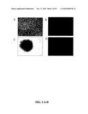 CULTURES, PRODUCTS AND METHODS USING UMBILICAL CORD MATRIX CELLS diagram and image