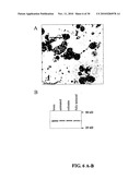 CULTURES, PRODUCTS AND METHODS USING UMBILICAL CORD MATRIX CELLS diagram and image