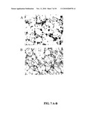 CULTURES, PRODUCTS AND METHODS USING UMBILICAL CORD MATRIX CELLS diagram and image