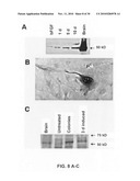 CULTURES, PRODUCTS AND METHODS USING UMBILICAL CORD MATRIX CELLS diagram and image