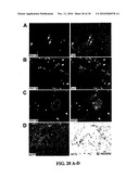 CULTURES, PRODUCTS AND METHODS USING UMBILICAL CORD MATRIX CELLS diagram and image