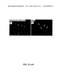 CULTURES, PRODUCTS AND METHODS USING UMBILICAL CORD MATRIX CELLS diagram and image
