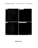 CULTURES, PRODUCTS AND METHODS USING UMBILICAL CORD MATRIX CELLS diagram and image