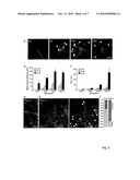 ADENOSINE AND ITS MIMETICS. MODULATORS, TRANSPORT INHIBITORS, AND RECEPTOR AGONISTS AS A THERAPEUTIC TOOL TO REPLACE OR IMPROVE THE EFFICACY OF DEEP BRAIN STIMULATION diagram and image