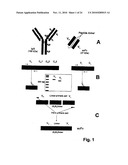 TARGETING RECOMBINANT THERAPEUTICS TO CIRCULATING RED BLOOD CELLS diagram and image