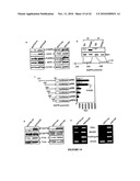 Hox Compositions and Methods diagram and image