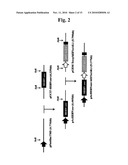 Baculovirus-Based Vaccines diagram and image