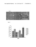 SHORT NUCLEIC ACID MOLECULE-MEDIATED MODULATION OF AURORA B KINASE EXPRESSION AND COMBINATIONS FOR USE IN ANTICANCER THERAPY diagram and image