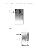 SHORT NUCLEIC ACID MOLECULE-MEDIATED MODULATION OF AURORA B KINASE EXPRESSION AND COMBINATIONS FOR USE IN ANTICANCER THERAPY diagram and image