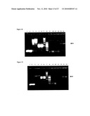 SHORT NUCLEIC ACID MOLECULE-MEDIATED MODULATION OF AURORA B KINASE EXPRESSION AND COMBINATIONS FOR USE IN ANTICANCER THERAPY diagram and image