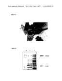 SHORT NUCLEIC ACID MOLECULE-MEDIATED MODULATION OF AURORA B KINASE EXPRESSION AND COMBINATIONS FOR USE IN ANTICANCER THERAPY diagram and image