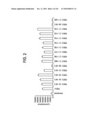 FGF21 MUTANTS AND USES THEREOF diagram and image