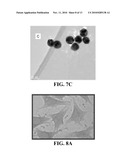 COMPOSITIONS COMPRISING NANOPARTICLES AND APOPTOTIC AGENTS AND METHODS OF USE diagram and image