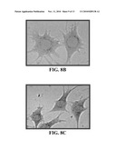 COMPOSITIONS COMPRISING NANOPARTICLES AND APOPTOTIC AGENTS AND METHODS OF USE diagram and image