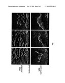 ANTIMICROBIAL AGENT FOR GRAM-POSITIVE BACTERIA diagram and image