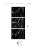 ANTIMICROBIAL AGENT FOR GRAM-POSITIVE BACTERIA diagram and image