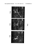 ANTIMICROBIAL AGENT FOR GRAM-POSITIVE BACTERIA diagram and image