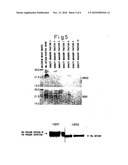 HBV precore protein capable of forming particles diagram and image