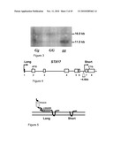 METHODS AND MATERIALS RELATED TO HAIR PIGMENTATION AND CANCER diagram and image