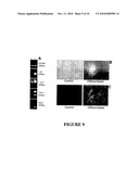 METHOD FOR EXTRACELLULAR MATRIX MEDIATED DIFFERENTIATION AND PROLIFERATION OF STEM CELLS diagram and image