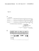 Novel Artificial Base Pairs and Uses Thereof diagram and image