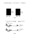 METHOD FOR DETECTING AND QUANTIFYING ANALYTES ON A SOLID SUPPORT WITH LIPOSOME-ENCAPSULATED FLUORESCENT MOLECULES diagram and image