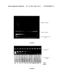 METHOD FOR DETECTING AND QUANTIFYING ANALYTES ON A SOLID SUPPORT WITH LIPOSOME-ENCAPSULATED FLUORESCENT MOLECULES diagram and image