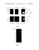 METHOD FOR DETECTING AND QUANTIFYING ANALYTES ON A SOLID SUPPORT WITH LIPOSOME-ENCAPSULATED FLUORESCENT MOLECULES diagram and image