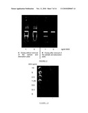 METHOD FOR DETECTING AND QUANTIFYING ANALYTES ON A SOLID SUPPORT WITH LIPOSOME-ENCAPSULATED FLUORESCENT MOLECULES diagram and image