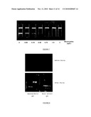 METHOD FOR DETECTING AND QUANTIFYING ANALYTES ON A SOLID SUPPORT WITH LIPOSOME-ENCAPSULATED FLUORESCENT MOLECULES diagram and image