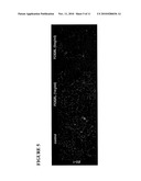 NOVEL PEPTIDES THAT ENHANCE TIGHT JUNCTION PERMEABILITY diagram and image