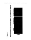 NOVEL PEPTIDES THAT ENHANCE TIGHT JUNCTION PERMEABILITY diagram and image