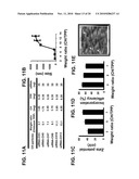 PRO-ANGIOGENIC GENES IN OVARIAN TUMOR ENDOTHELIAL CELL ISOLATES diagram and image