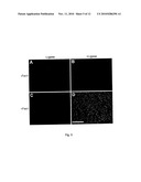 ENZYME ACTIVITY ASSAY USING ROLLING CIRCLE AMPLIFICATION diagram and image