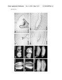 PLANT SEED ACTIVE TRANSCRIPTIONAL CONTROL SEQUENCES diagram and image