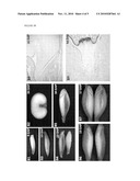 PLANT SEED ACTIVE TRANSCRIPTIONAL CONTROL SEQUENCES diagram and image