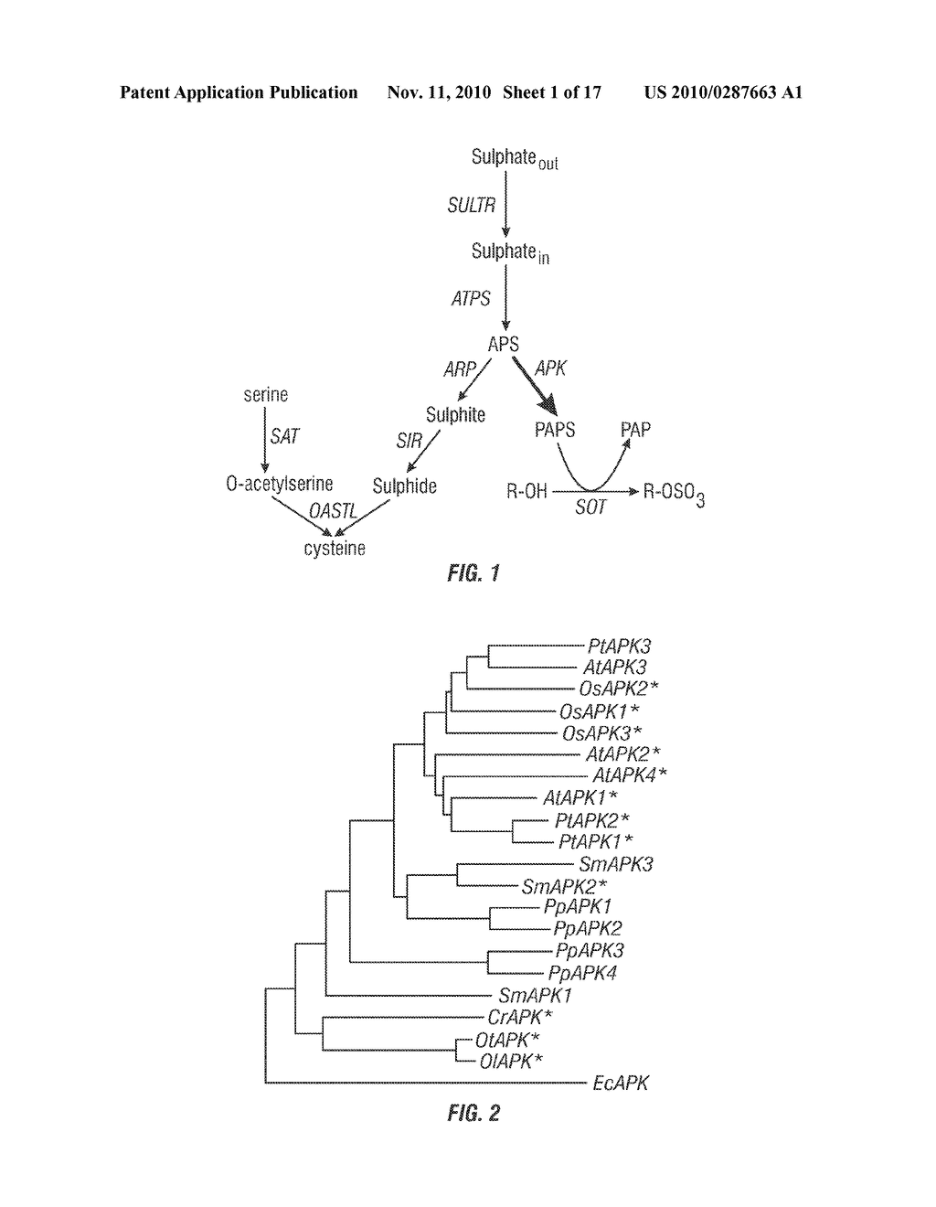 METHODS FOR PRODUCING PLANTS WITH ALTERED LEVELS OF SULPHATED SECONDARY METABOLITES - diagram, schematic, and image 02