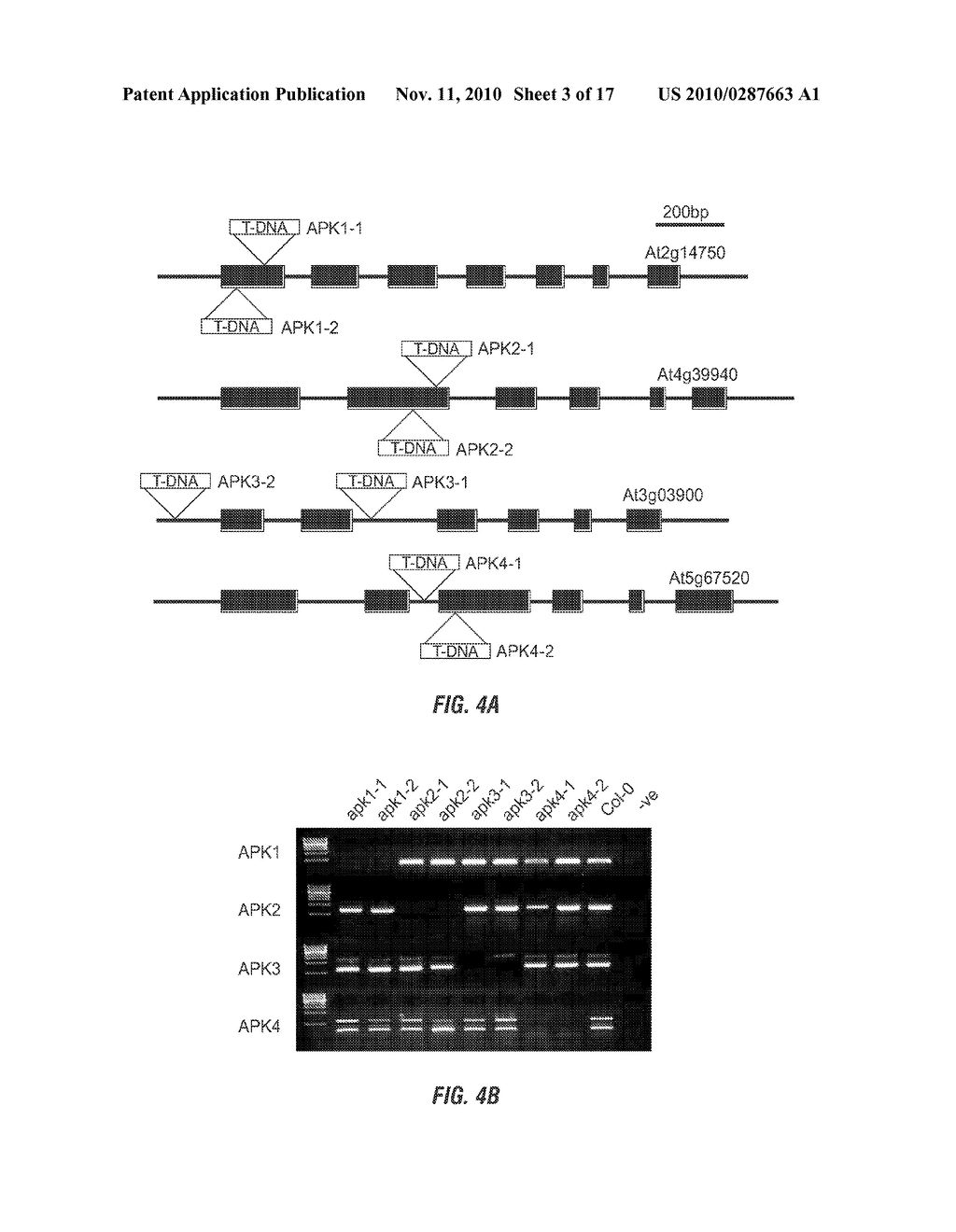 METHODS FOR PRODUCING PLANTS WITH ALTERED LEVELS OF SULPHATED SECONDARY METABOLITES - diagram, schematic, and image 04